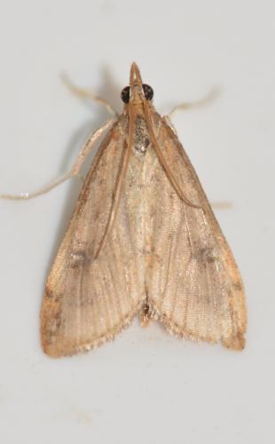 Réf. 335 917 : Udea ferrugalis
